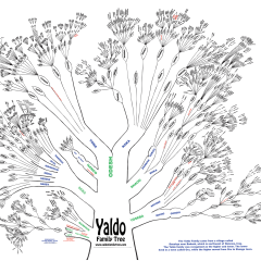 yaldo-tree-for-website-scaled